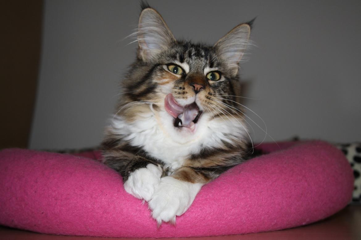 Maine Coon Solgt.. Felina billede 15