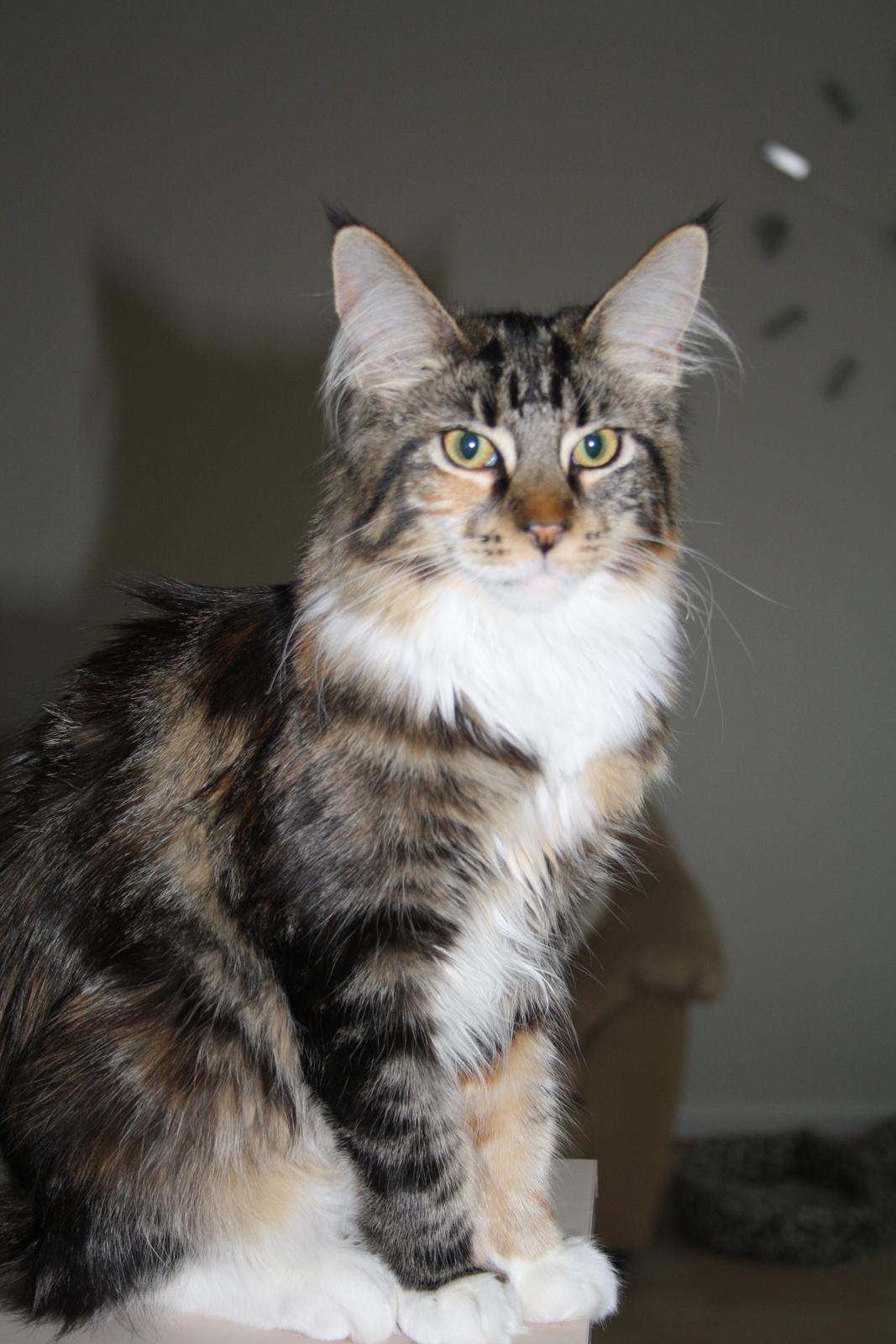 Maine Coon Solgt.. Felina billede 16