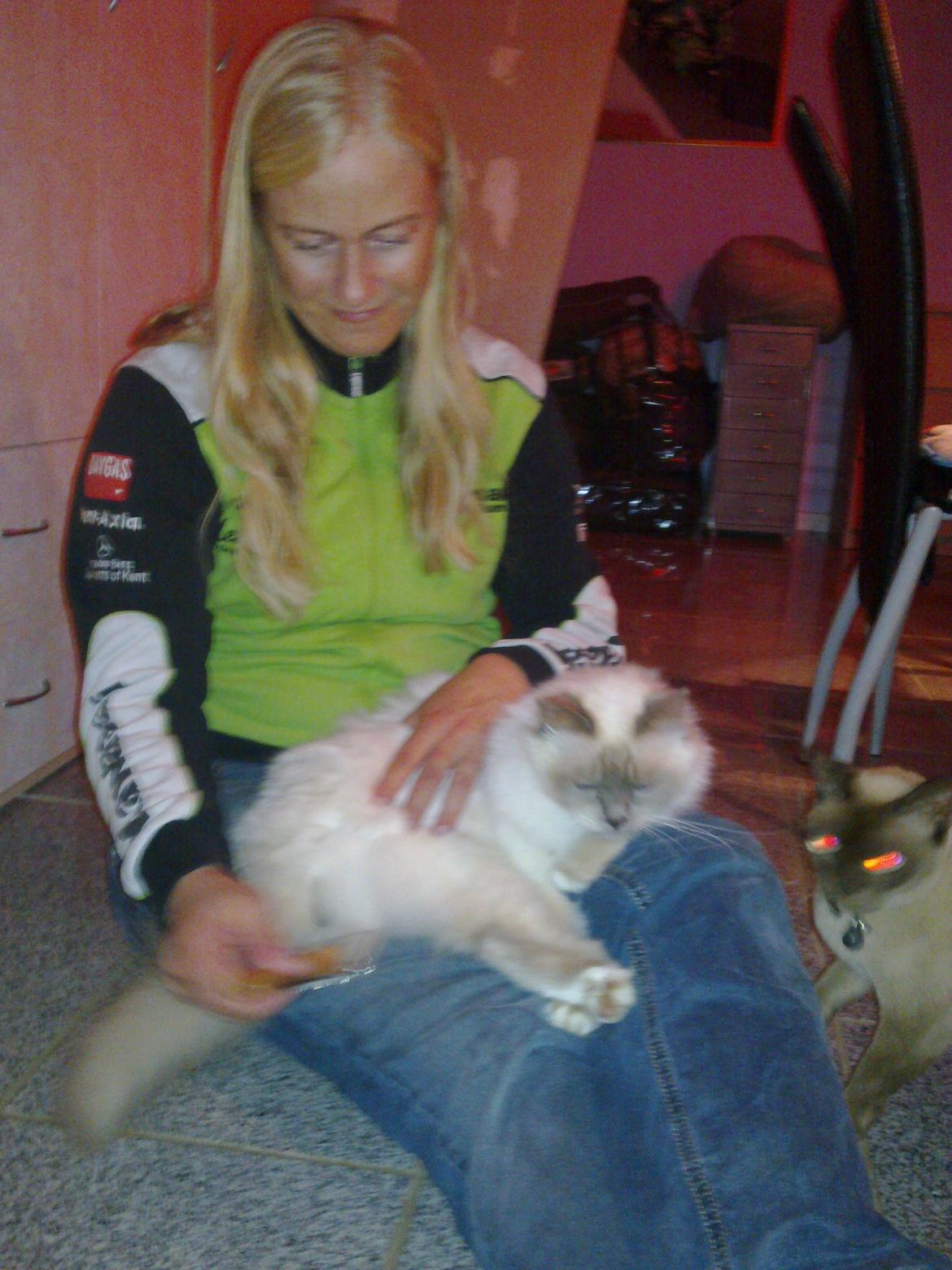 Hellig Birma Kassandra Von Gott (Himmelkat) - Kassandra for pillet det meste af haven ud af pelsen billede 2