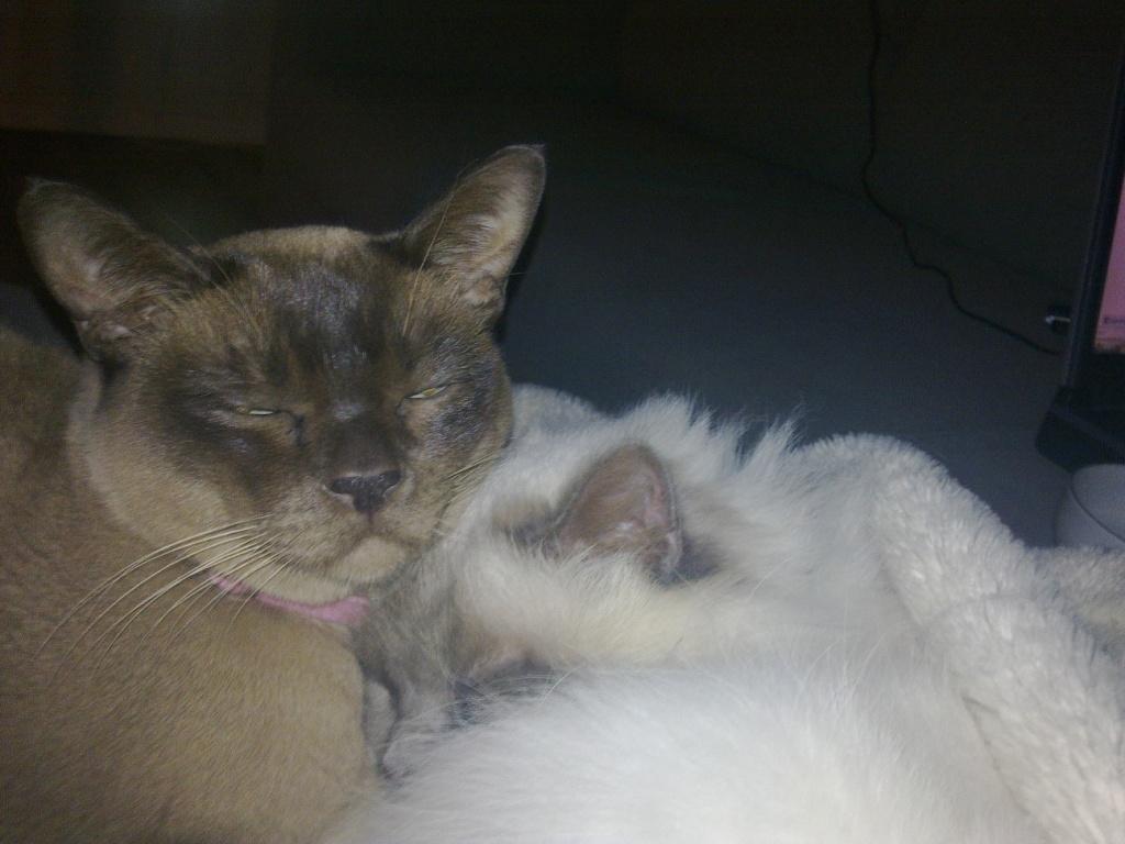 Hellig Birma Kassandra Von Gott (Himmelkat) - Bedste veninder. billede 3