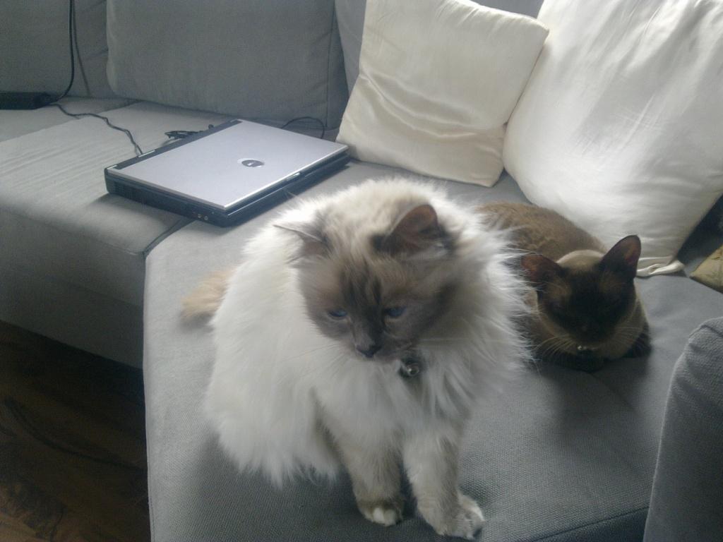 Hellig Birma Kassandra Von Gott (Himmelkat) - Lidt morgengrim kan man også være.. billede 4