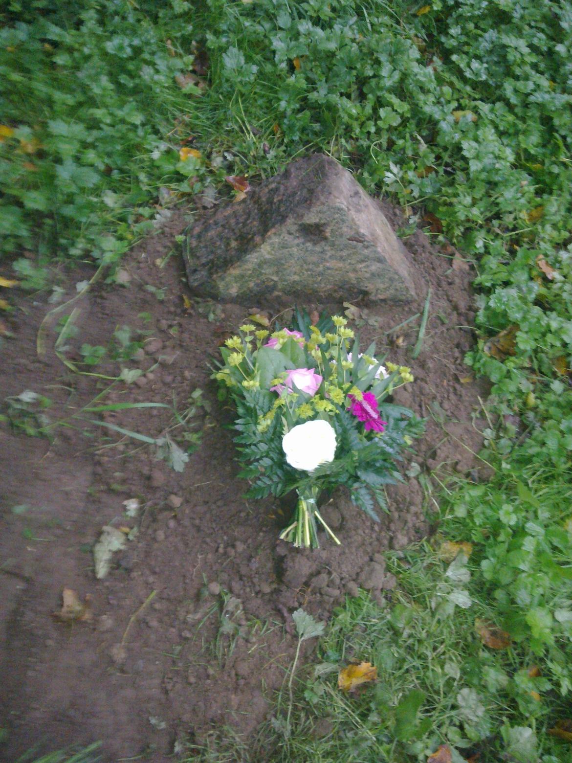 Hellig Birma Kassandra Von Gott (Himmelkat) - R.I.P min lille øjesten billede 5