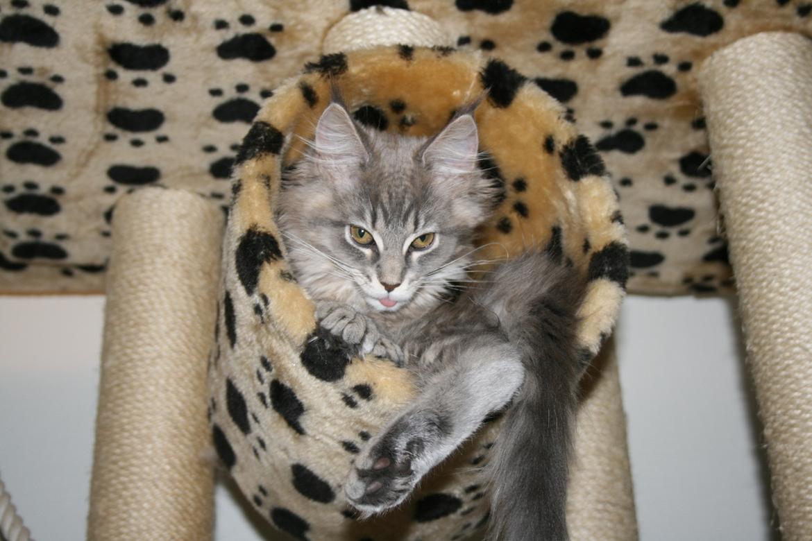 Maine Coon Bella billede 1