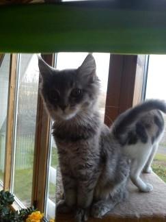 Maine Coon Bella billede 2