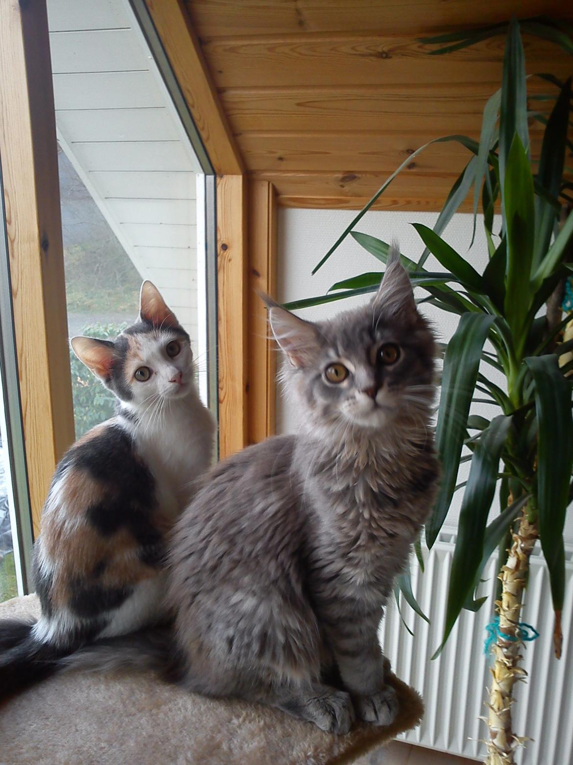 Maine Coon Bella billede 3