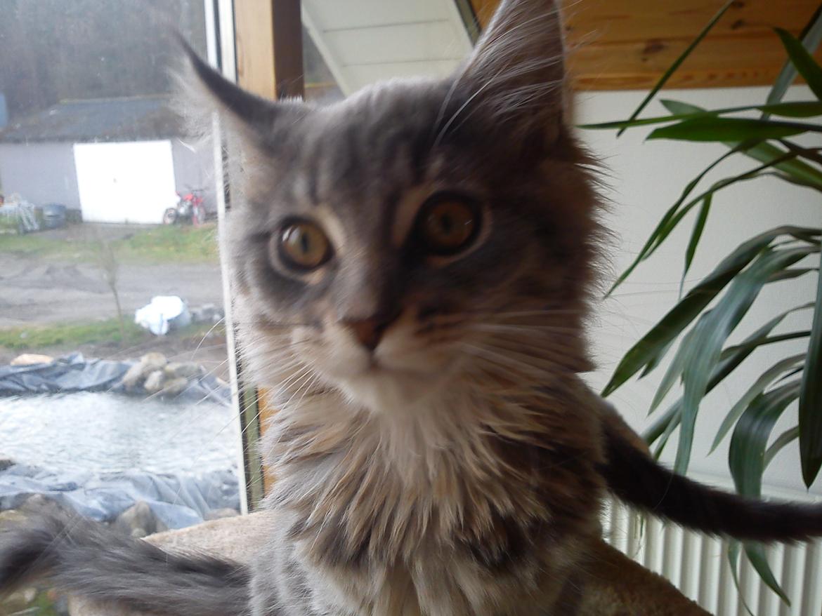 Maine Coon Bella billede 4
