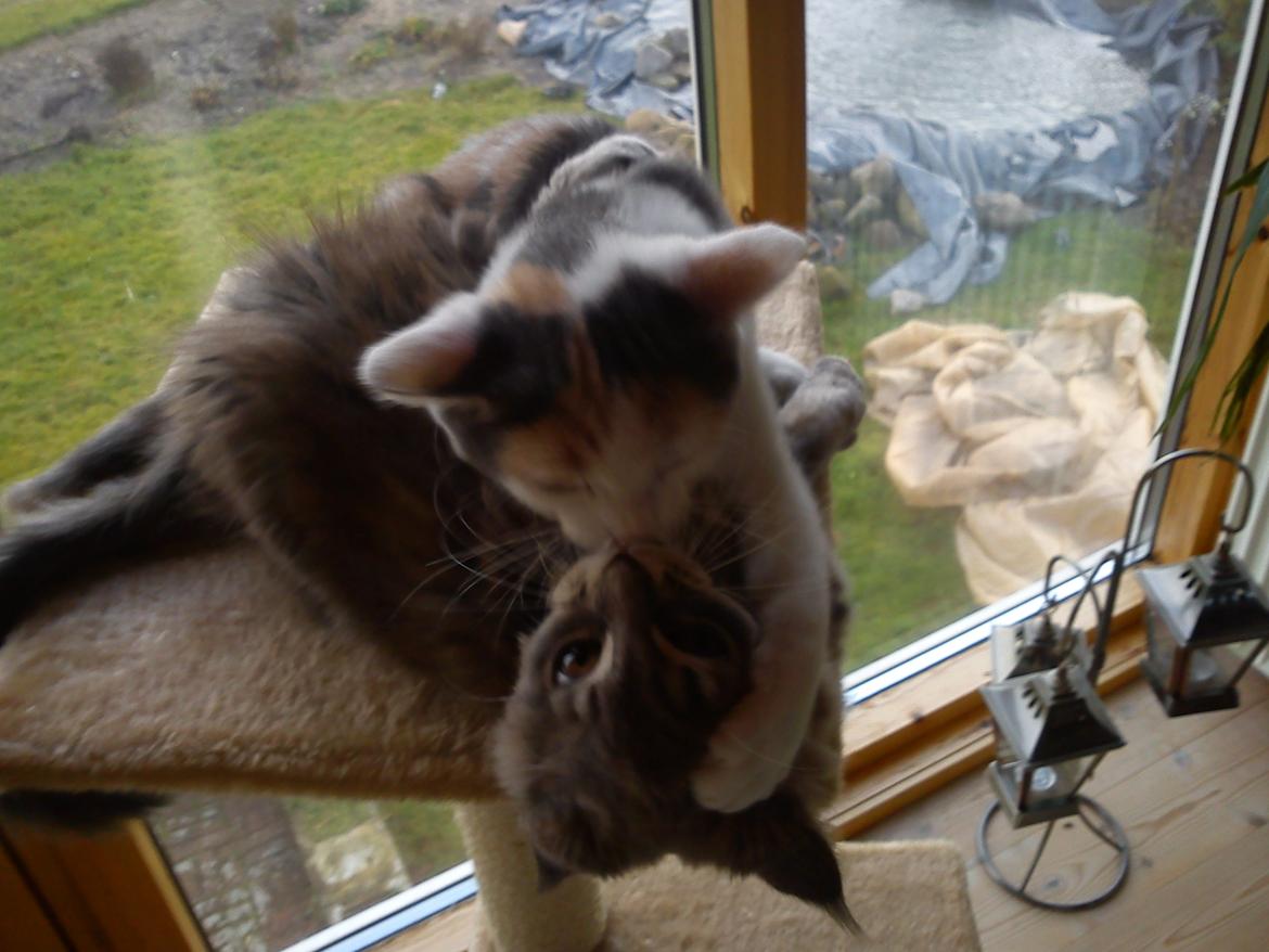 Maine Coon Bella billede 5