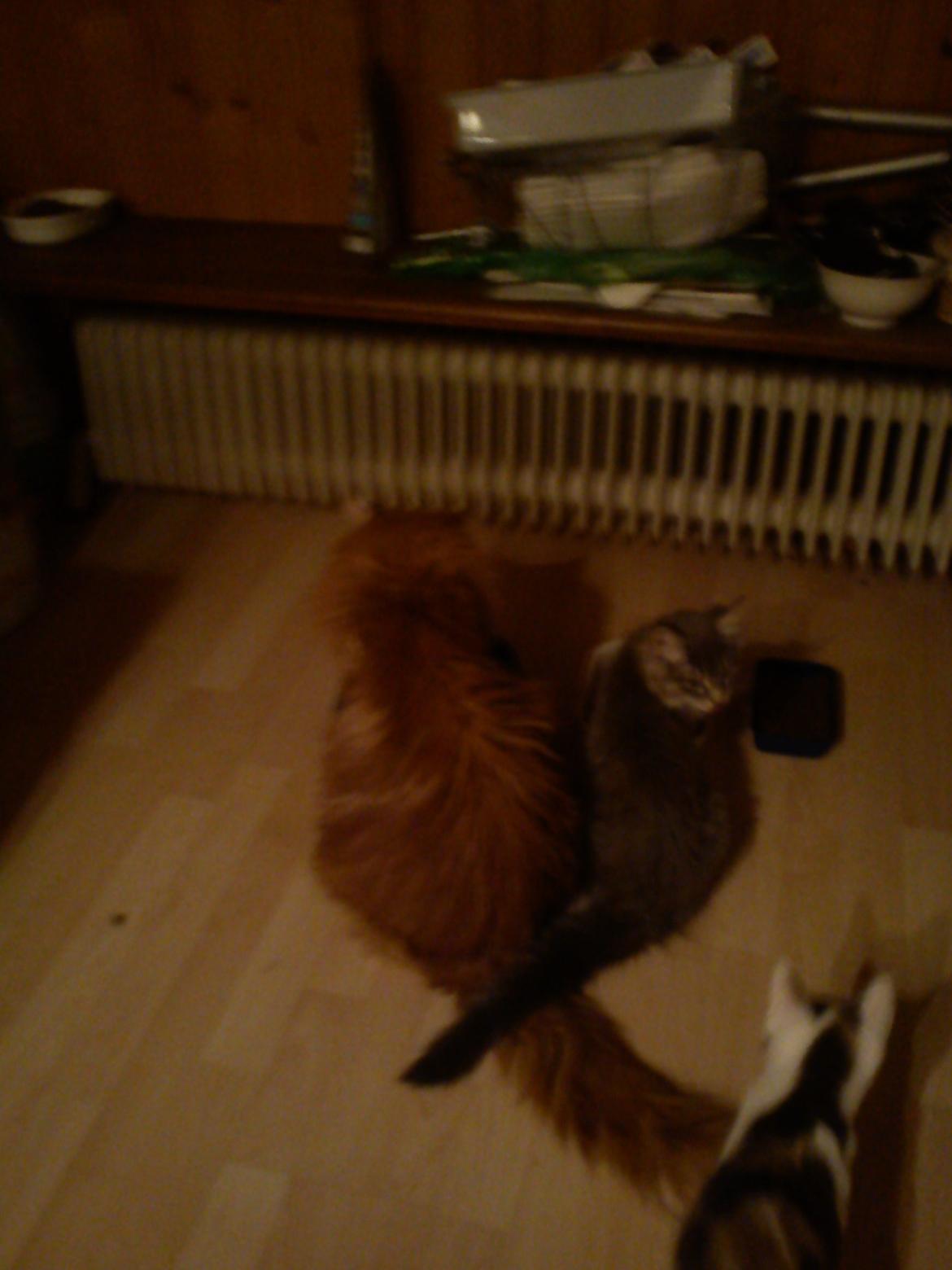 Maine Coon Bella billede 6