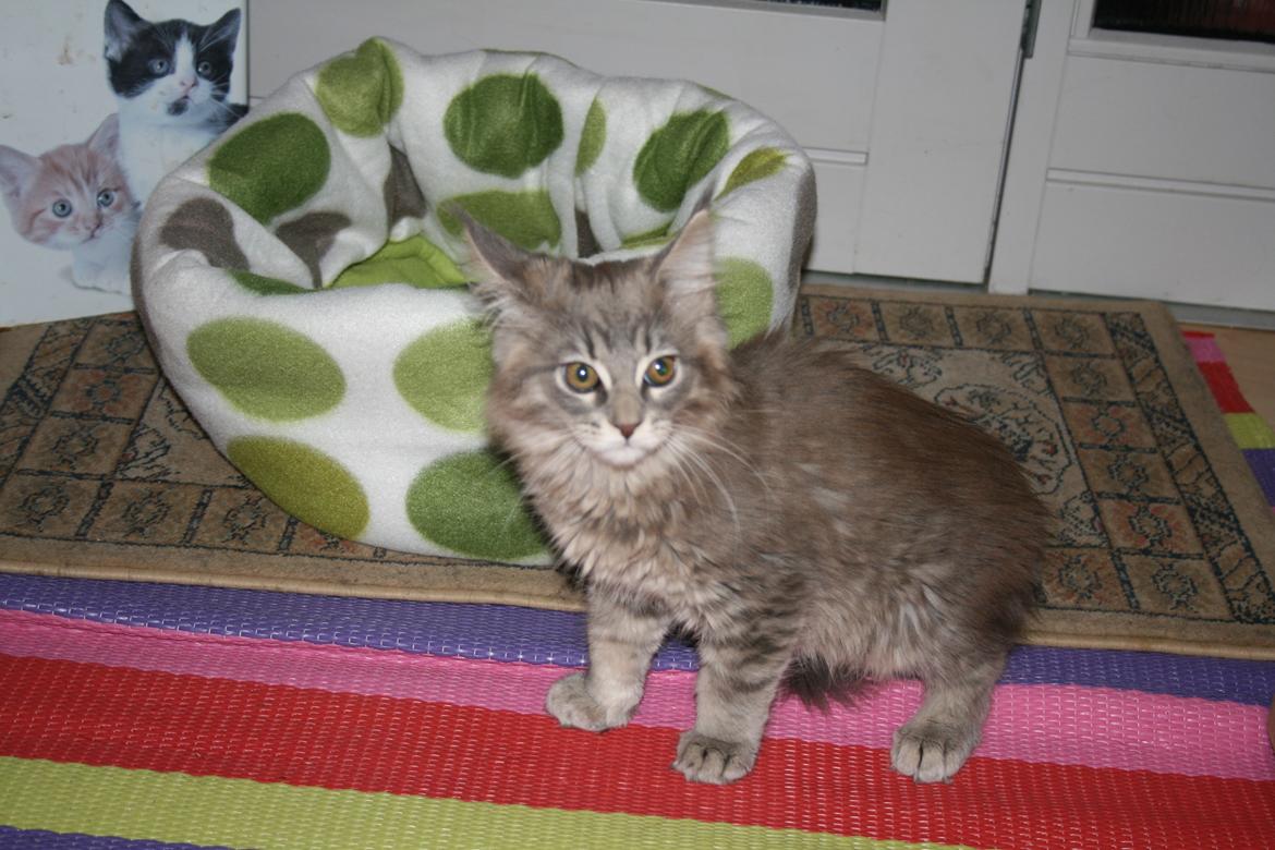 Maine Coon Bella billede 7
