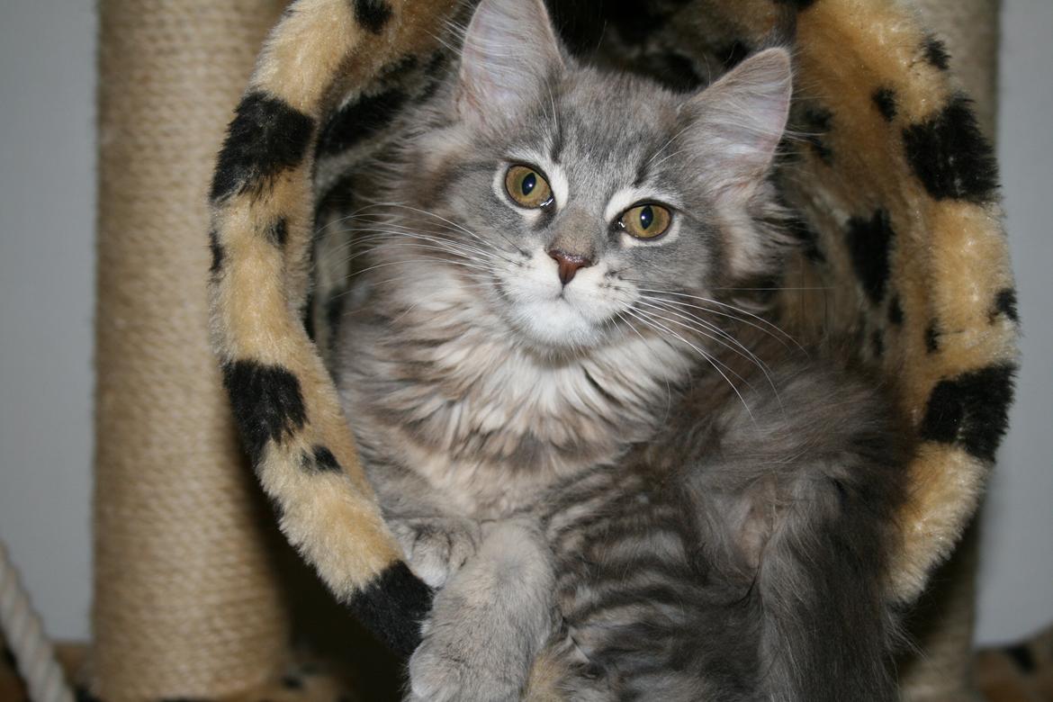 Maine Coon Bella billede 8