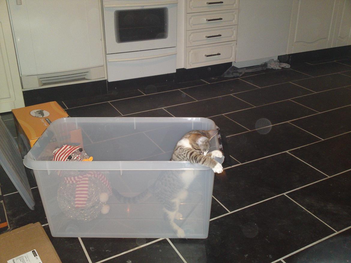 Huskat Helios billede 6