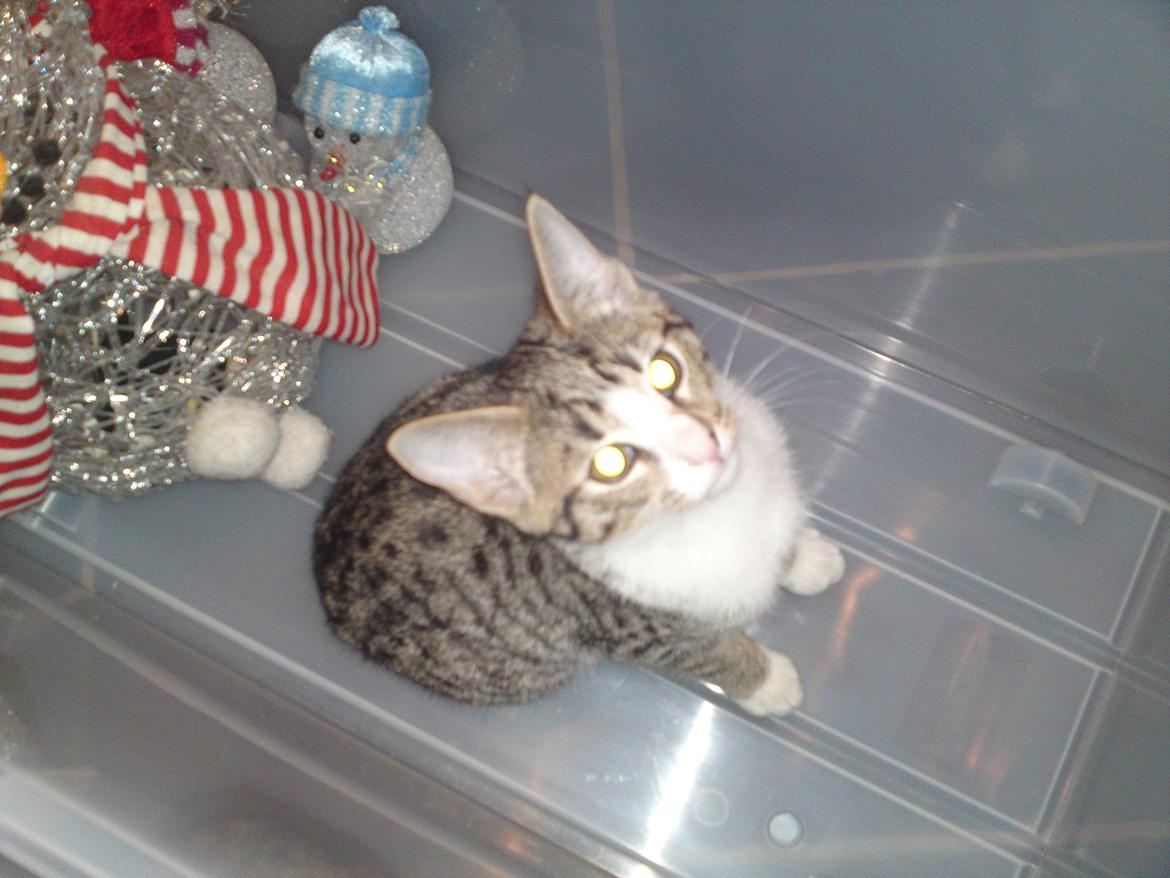 Huskat Helios billede 7