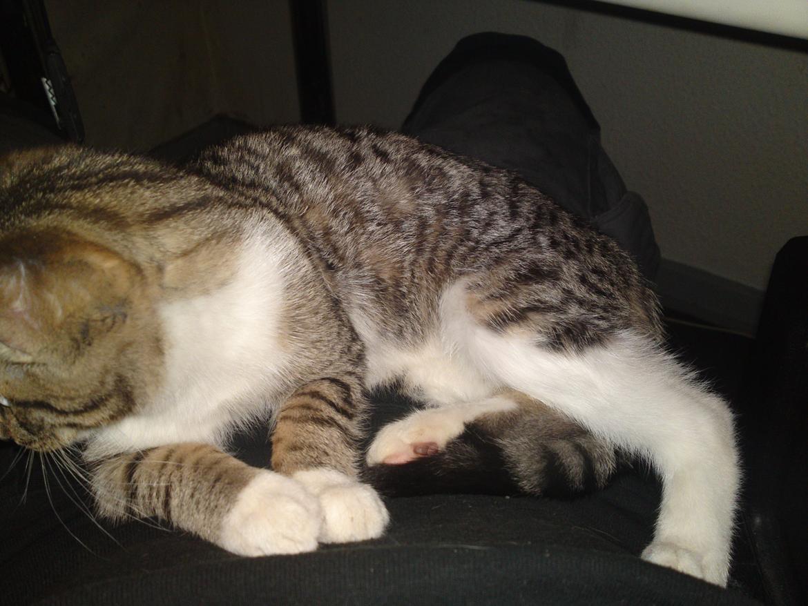 Huskat Helios billede 8