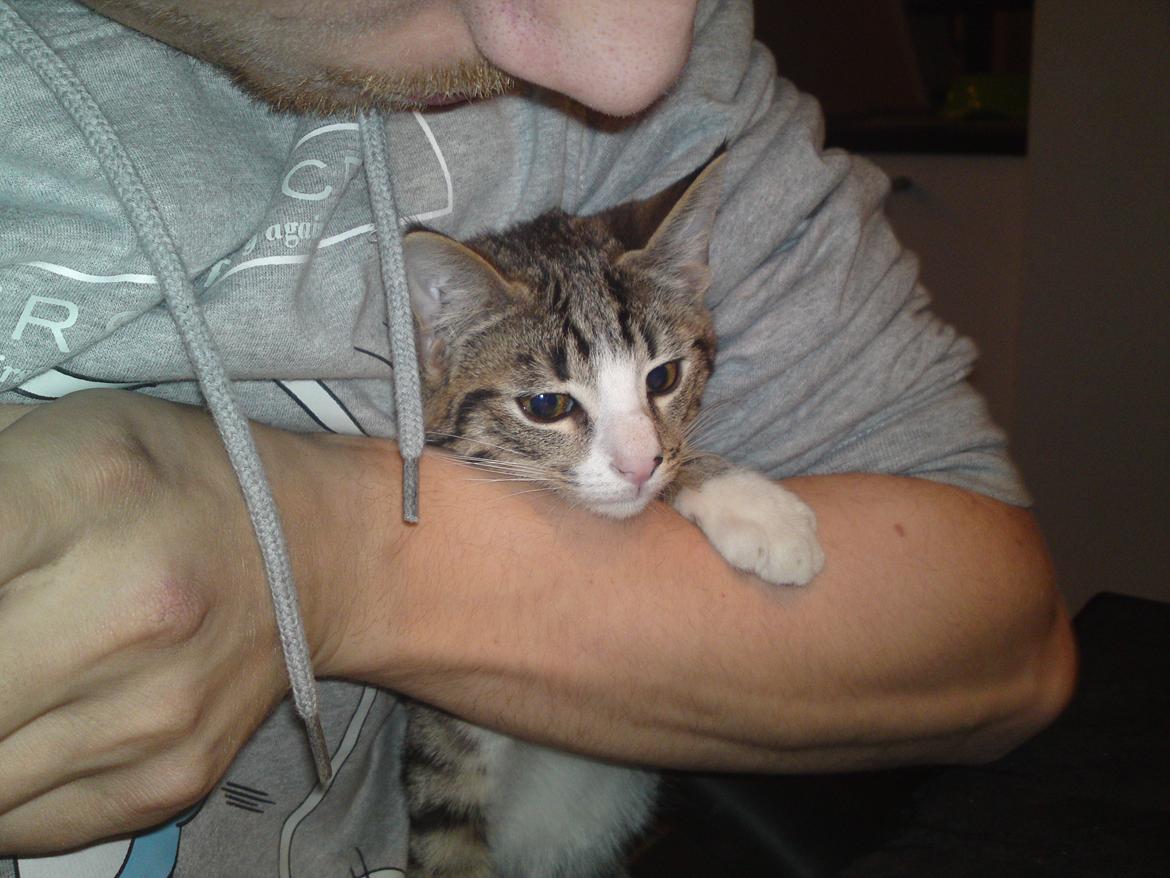 Huskat Helios billede 9