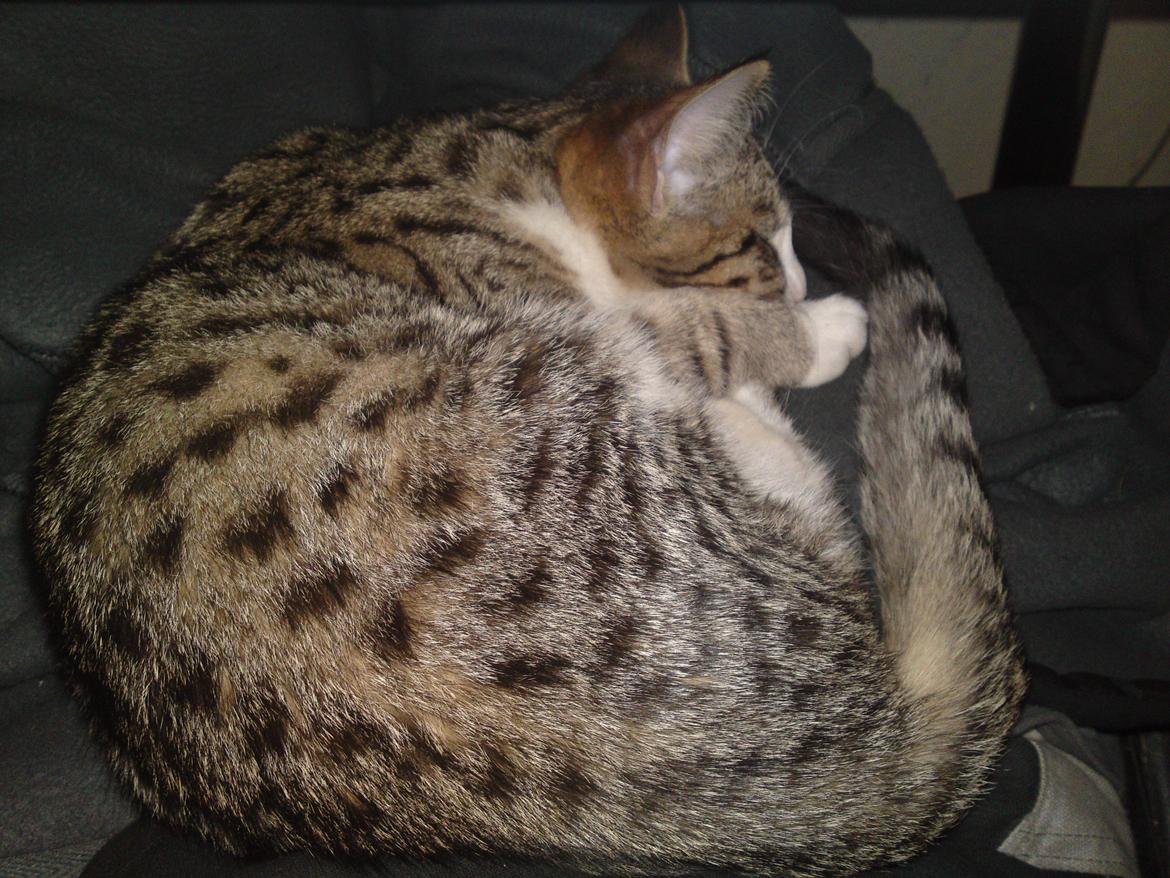 Huskat Helios billede 11