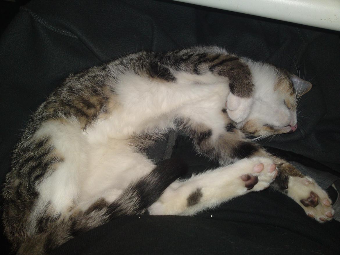 Huskat Helios billede 12