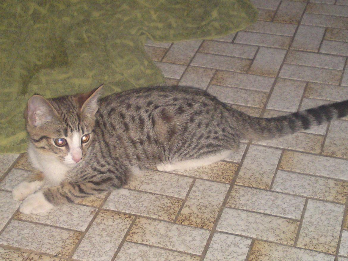 Huskat Helios billede 13