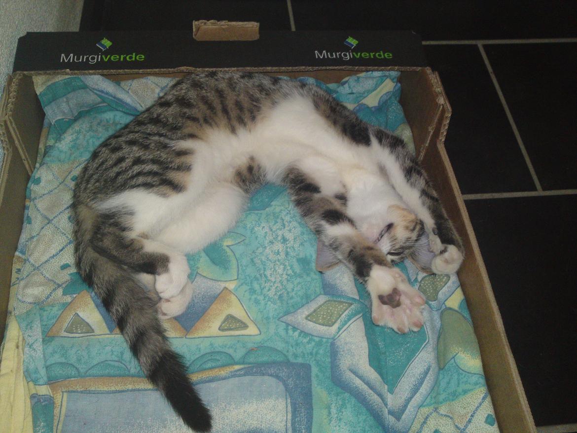 Huskat Helios billede 14