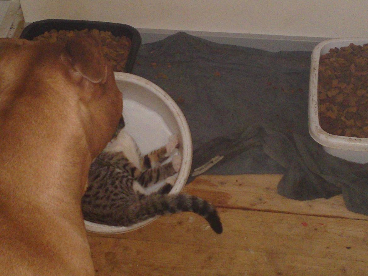 Huskat Helios billede 15