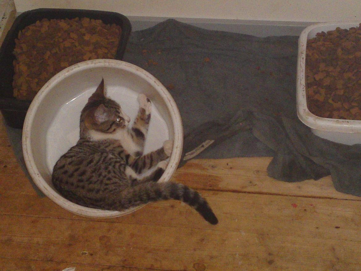 Huskat Helios billede 16