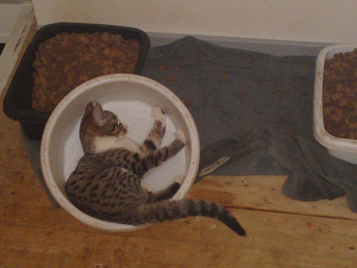 Huskat Helios billede 17