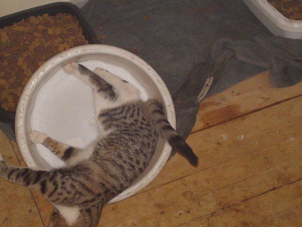 Huskat Helios billede 18