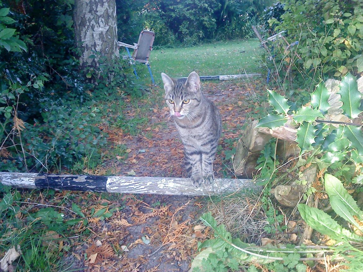 Blanding af racer Kia - Syntes altså det er lidt godt fanget af mig. :o) billede 3