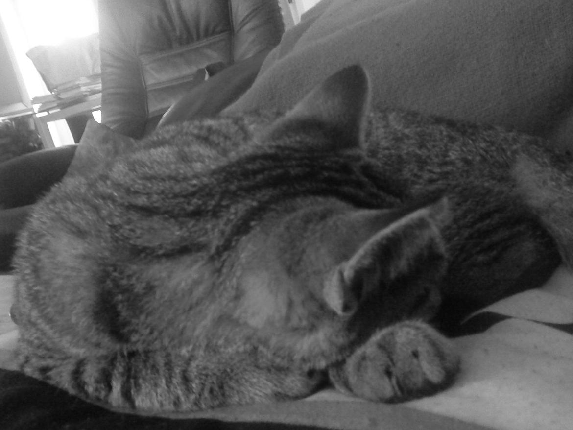 Blanding af racer Kia - Søde Kia. :) billede 4