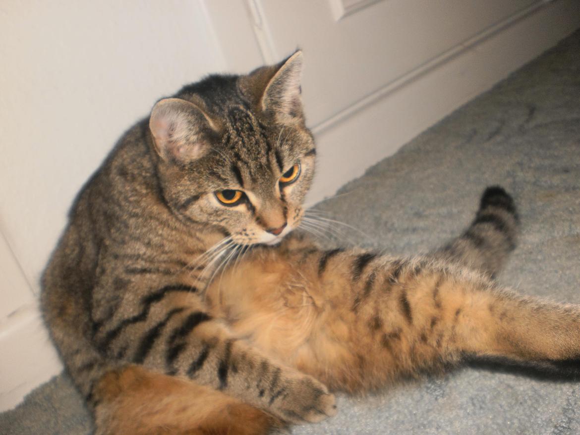 Blanding af racer Kia - Fangede lige et billede da hun sad og vaskede sig. :) billede 2