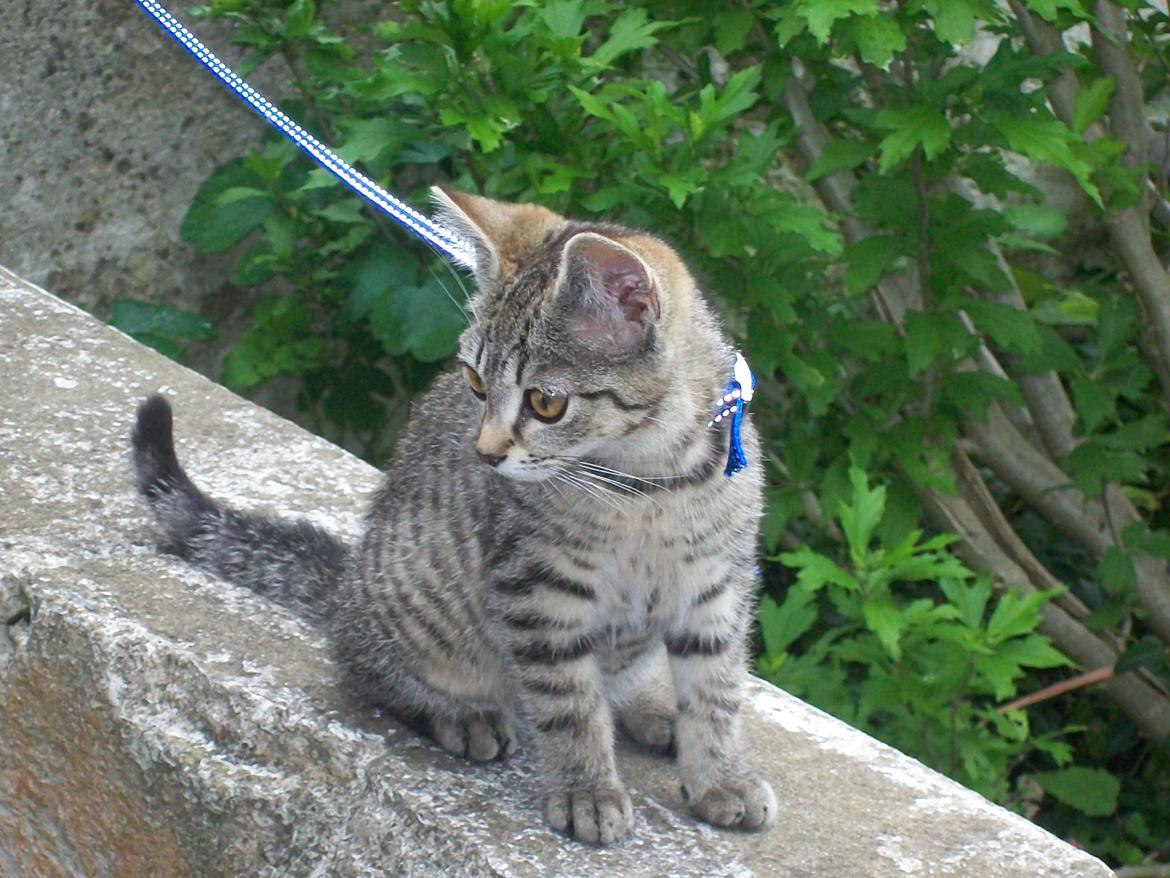 Blanding af racer Kia - Hej, og Velkommen til Kia's profil. :) billede 1