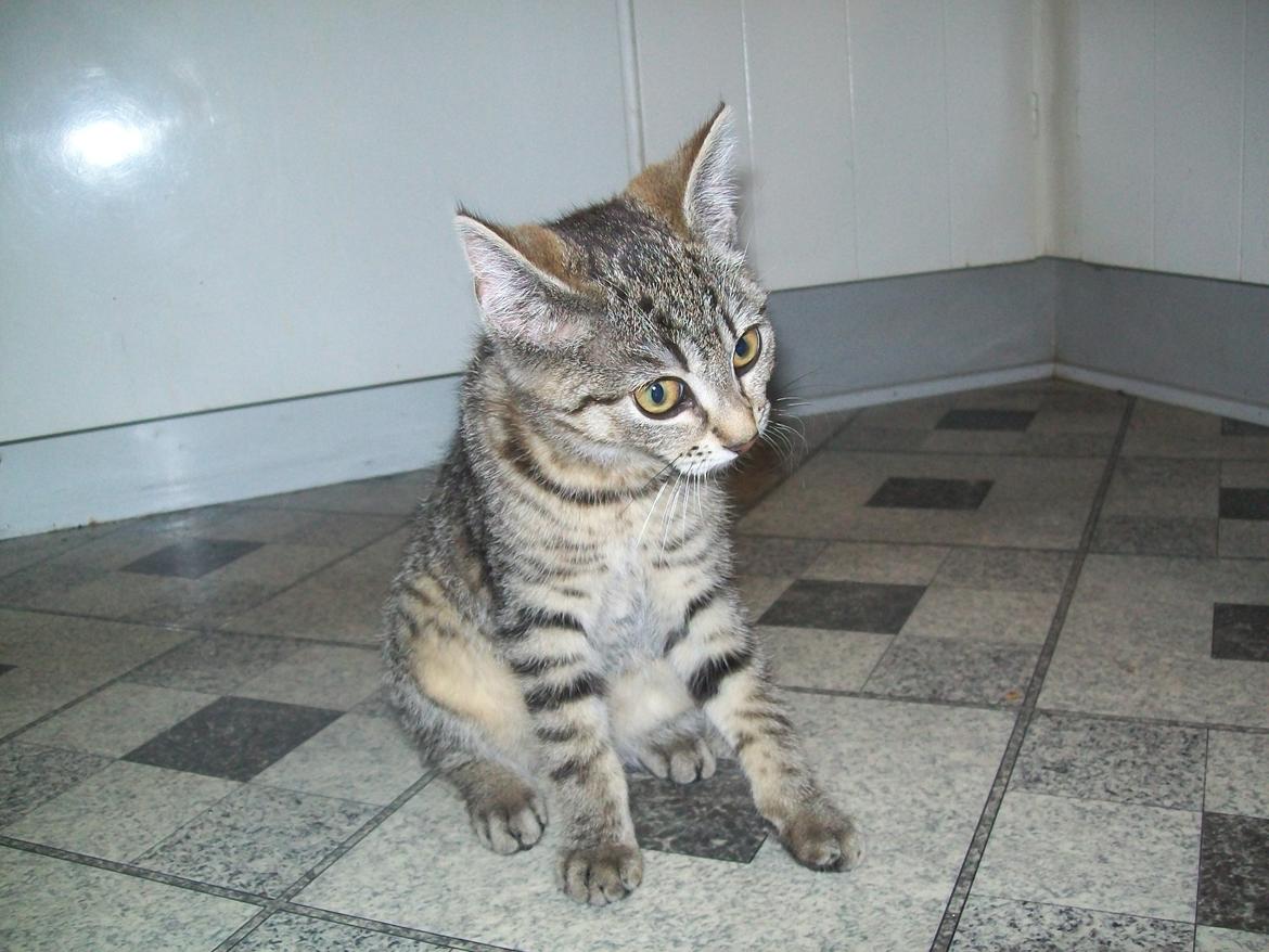 Blanding af racer Kia - Uheldigt fanget. :-D billede 5