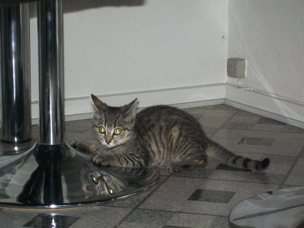 Blanding af racer Kia - Lige da vi havde fået hende, meget legesyg kat. :o) billede 7