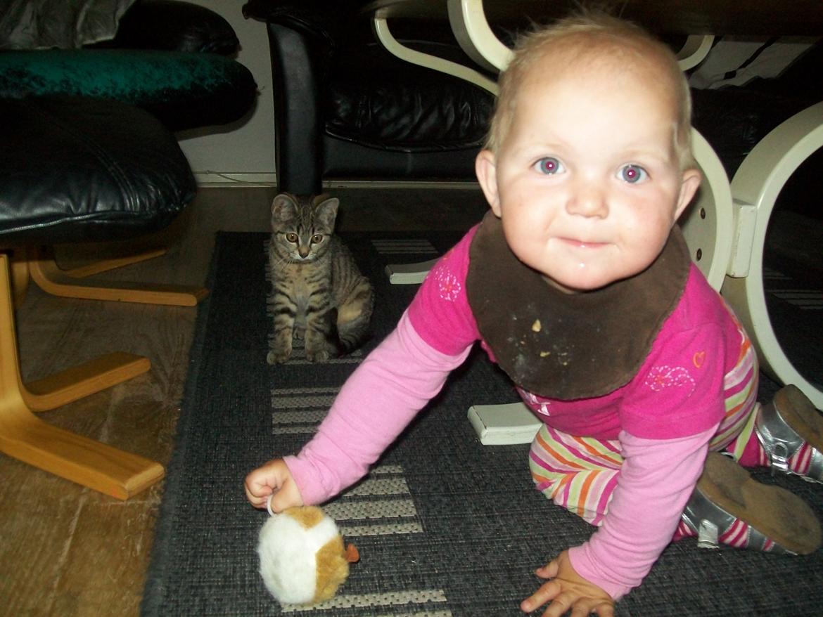 Blanding af racer Kia - Har haft stor griner over dette billede, se hvordan Kia fokuserer på lege dyret. :o) billede 8