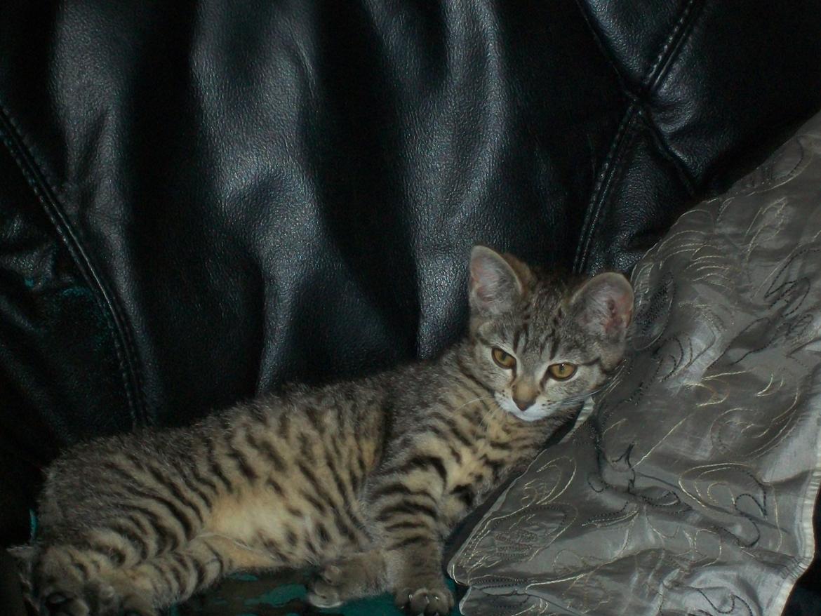 Blanding af racer Kia - Tak fordi i kiggede Kia's profil!
Håber i kunne lide hende. :) billede 10