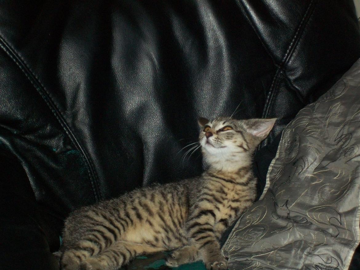 Blanding af racer Kia - Hahahahahah. :-D
Søde Kia. :) billede 9