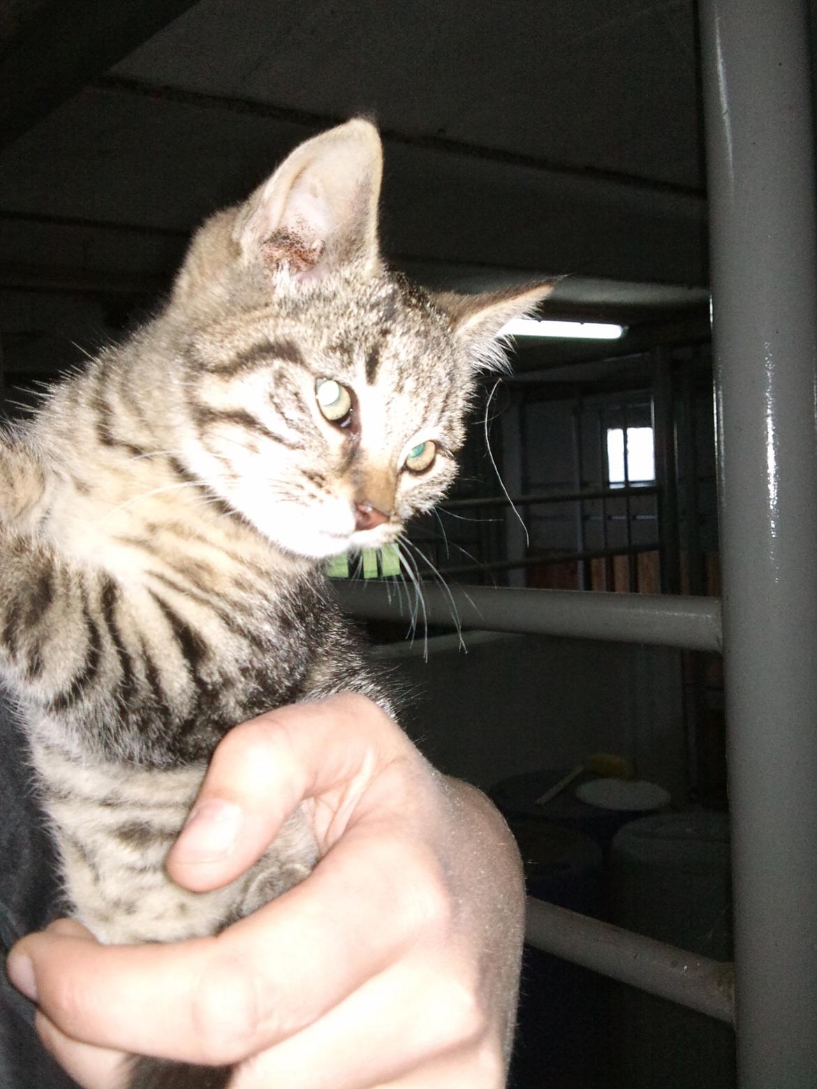 Huskat Laban billede 1