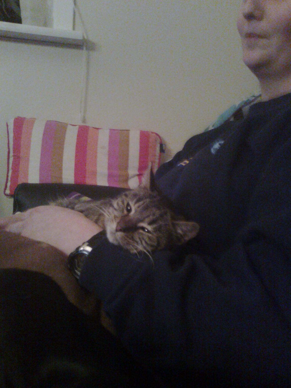 Huskat Laban billede 2