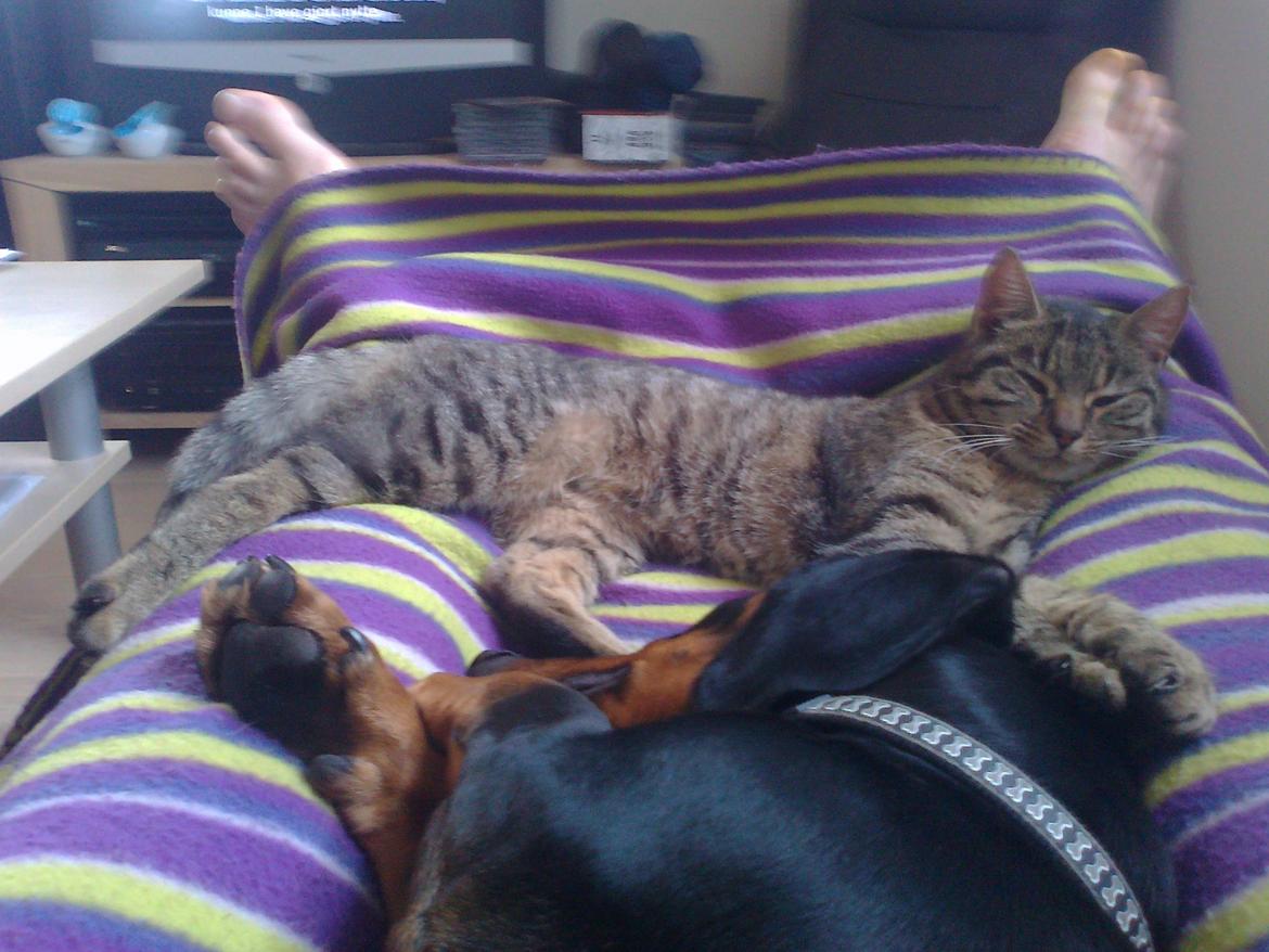 Huskat Laban billede 3