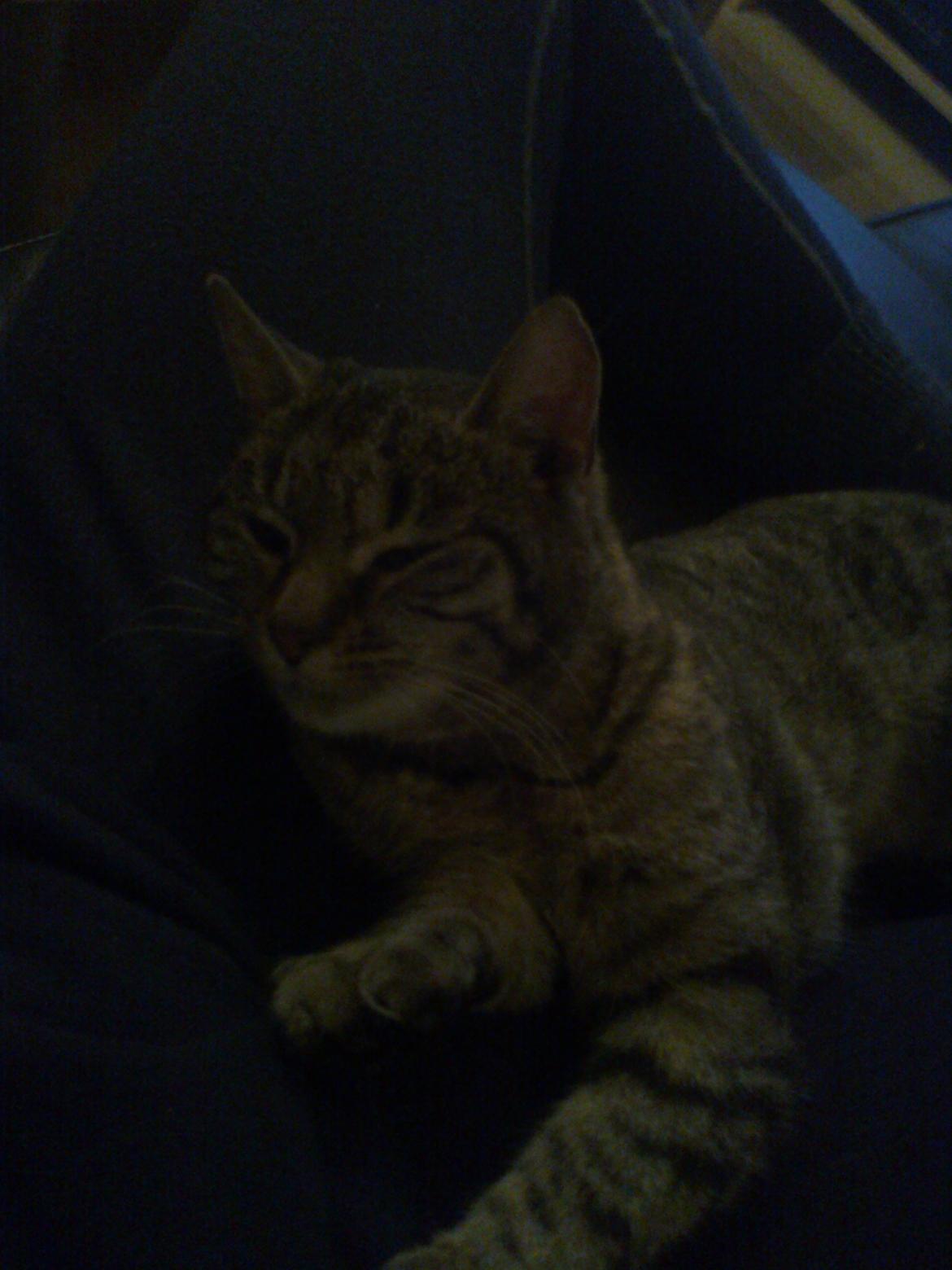 Huskat Laban billede 4