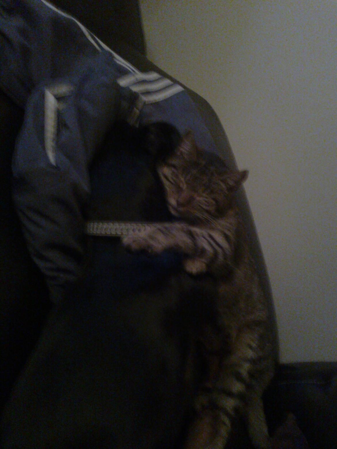 Huskat Laban billede 5