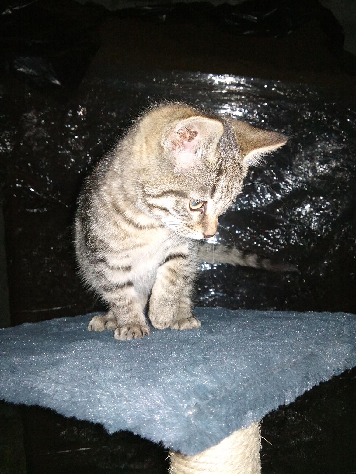 Huskat Laban billede 6