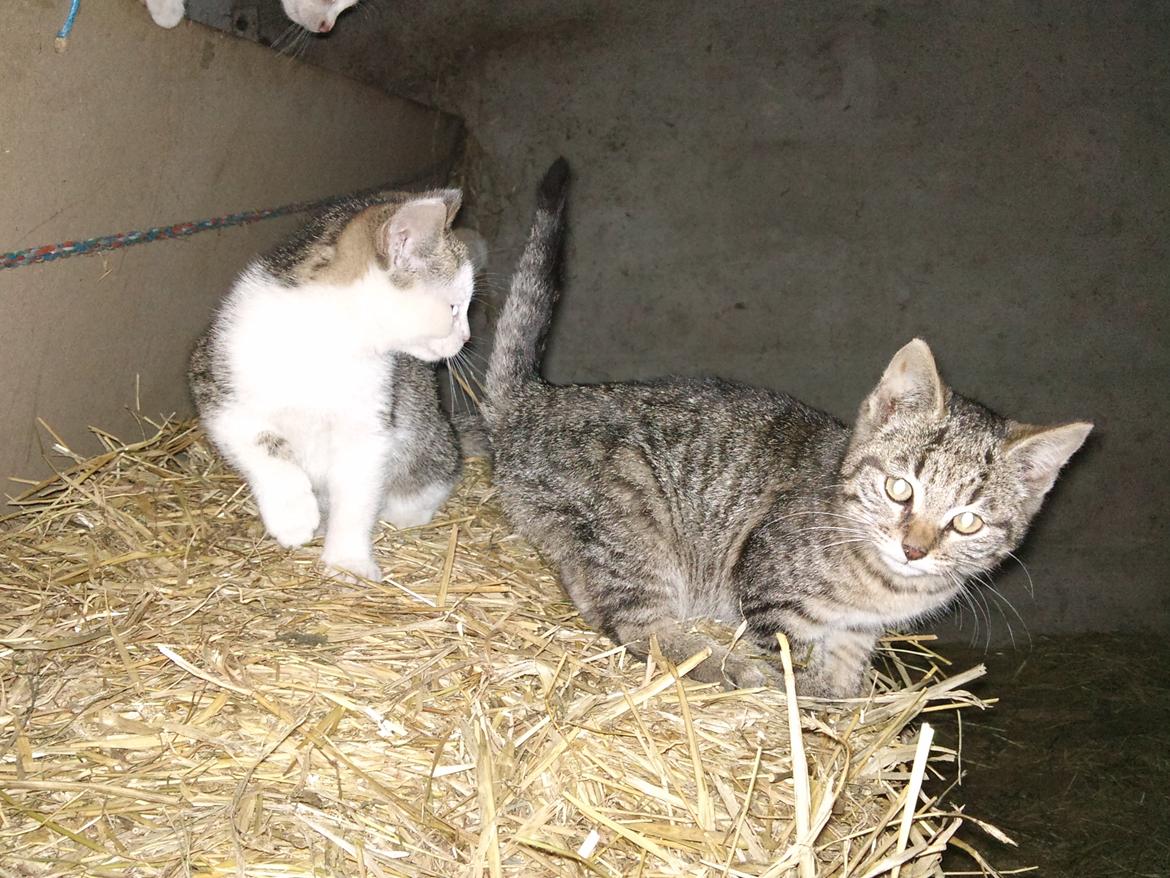 Huskat Laban billede 7