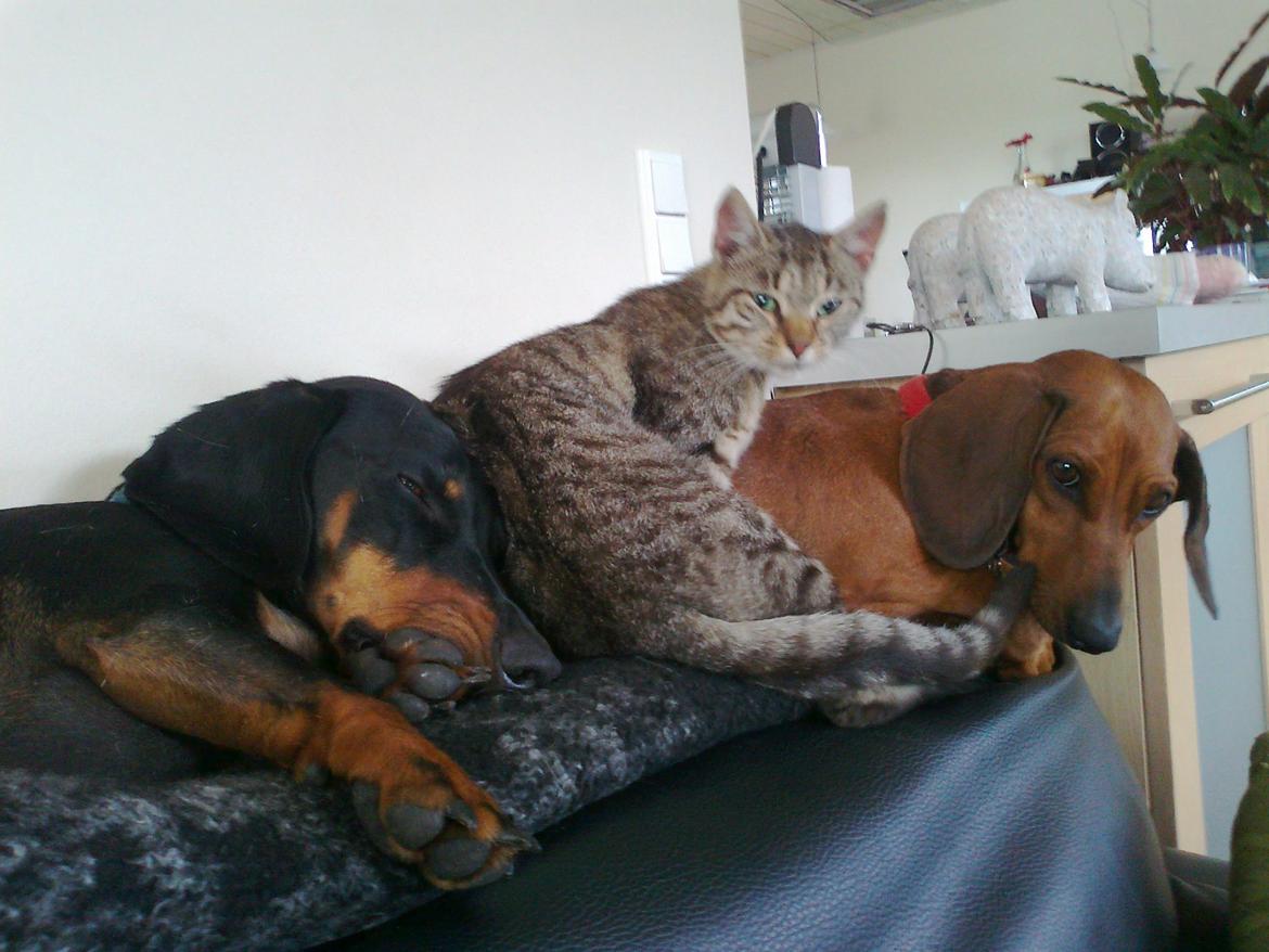 Huskat Laban billede 8