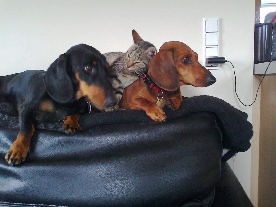 Huskat Laban billede 9