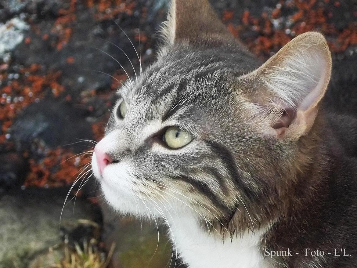 Blanding af racer Bølle. billede 11