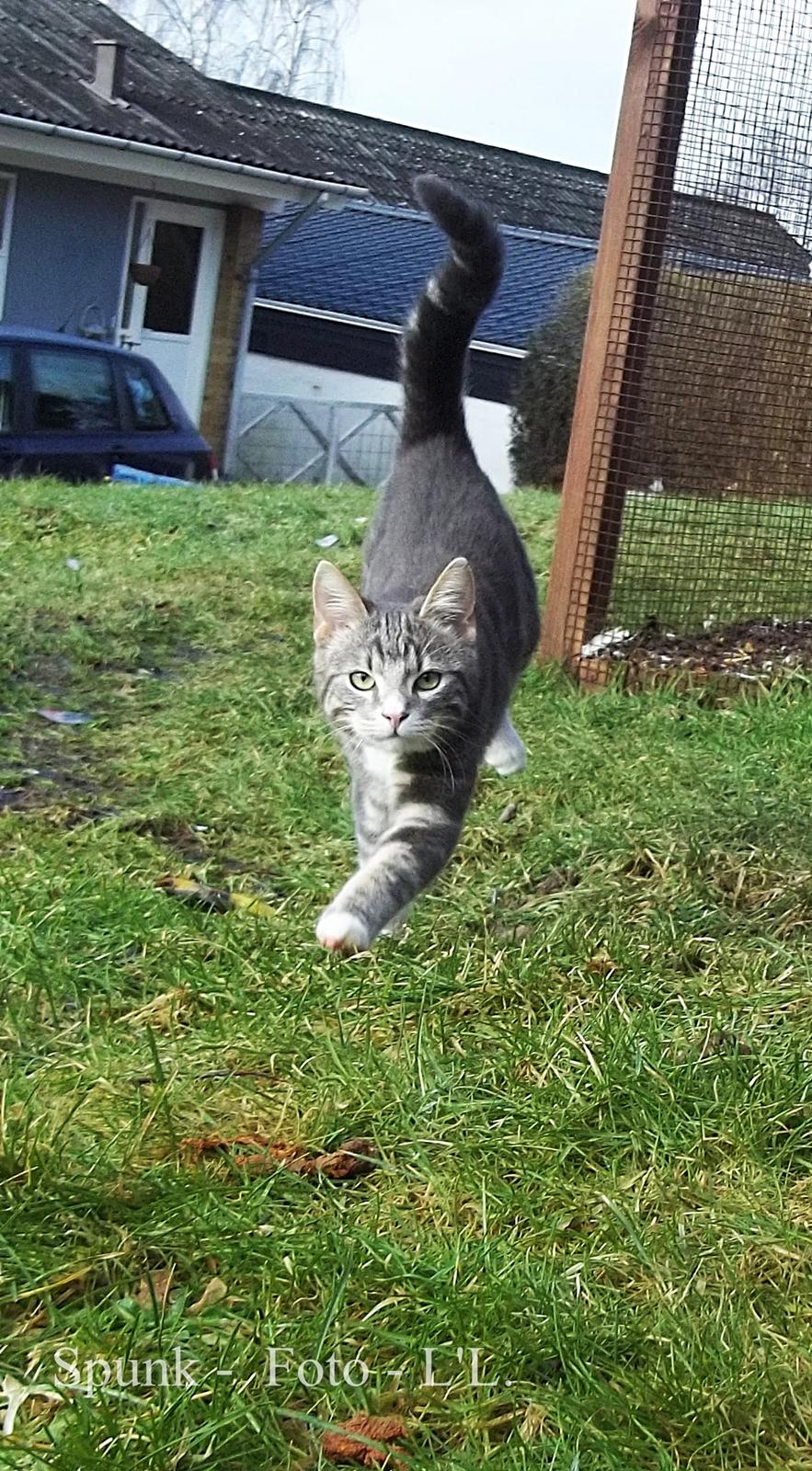 Blanding af racer Bølle. billede 12