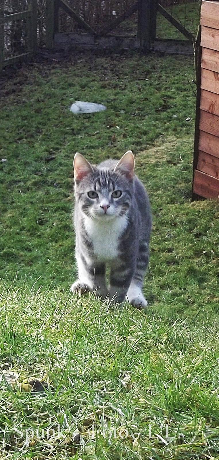 Blanding af racer Bølle. billede 13