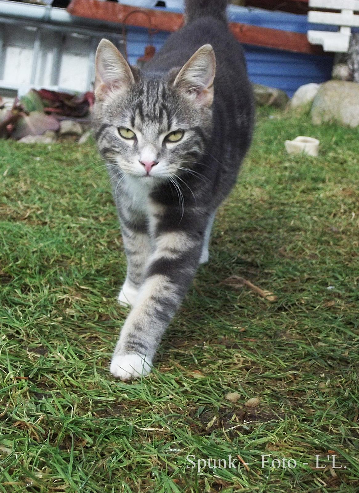 Blanding af racer Bølle. billede 14