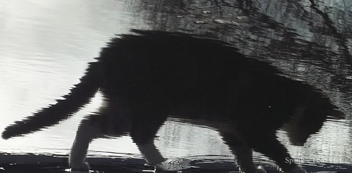 Blanding af racer Bølle. billede 15