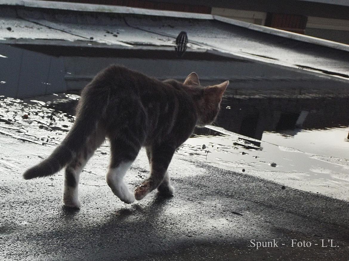 Blanding af racer Bølle. billede 16